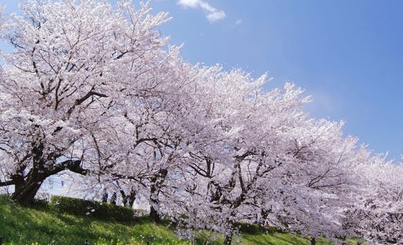 桜